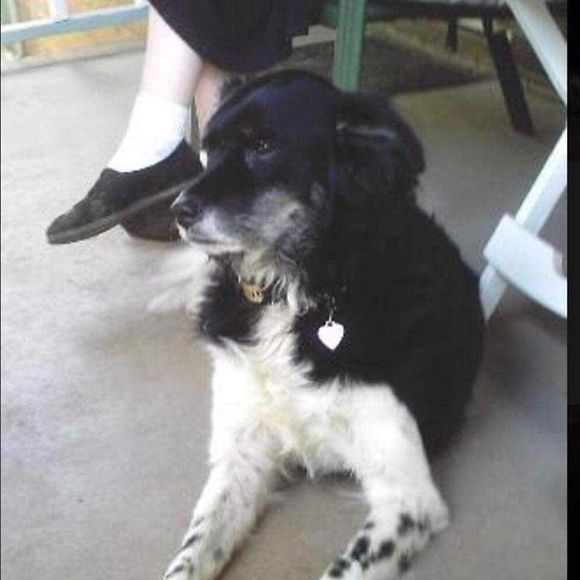 Meet your Posher, Sharon - Picture 1 of 1